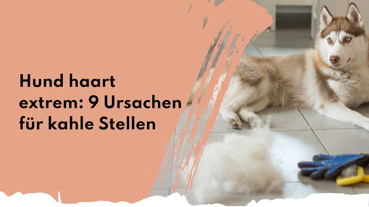 Hund haart extrem: 9 Ursachen für kahle Stellen | people who kaer