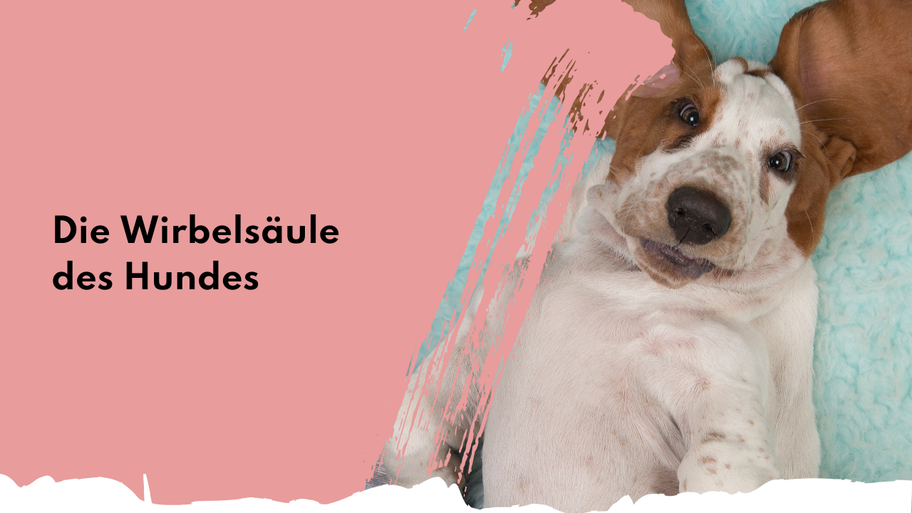 Die Wirbelsäule des Hundes | people who kaer