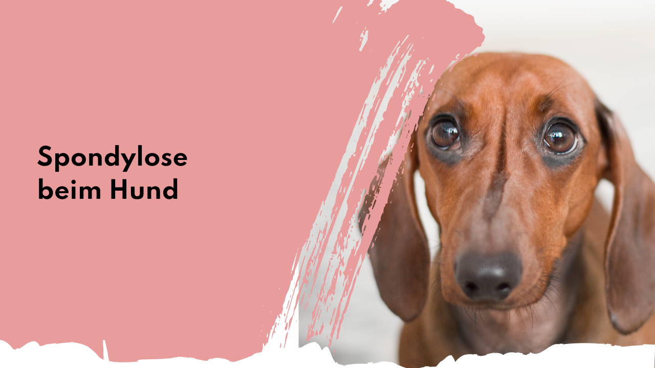 Spondylose beim Hund | people who kaer