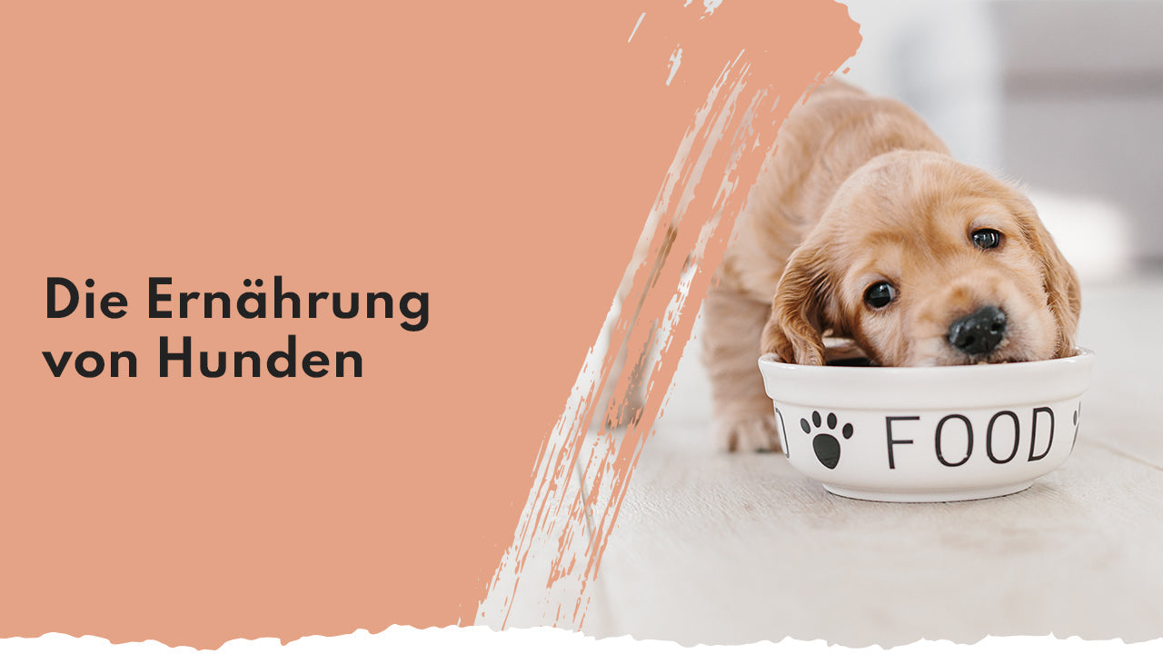 Hundeernährung: So essen Vierbeiner richtig | peoplewhokaer