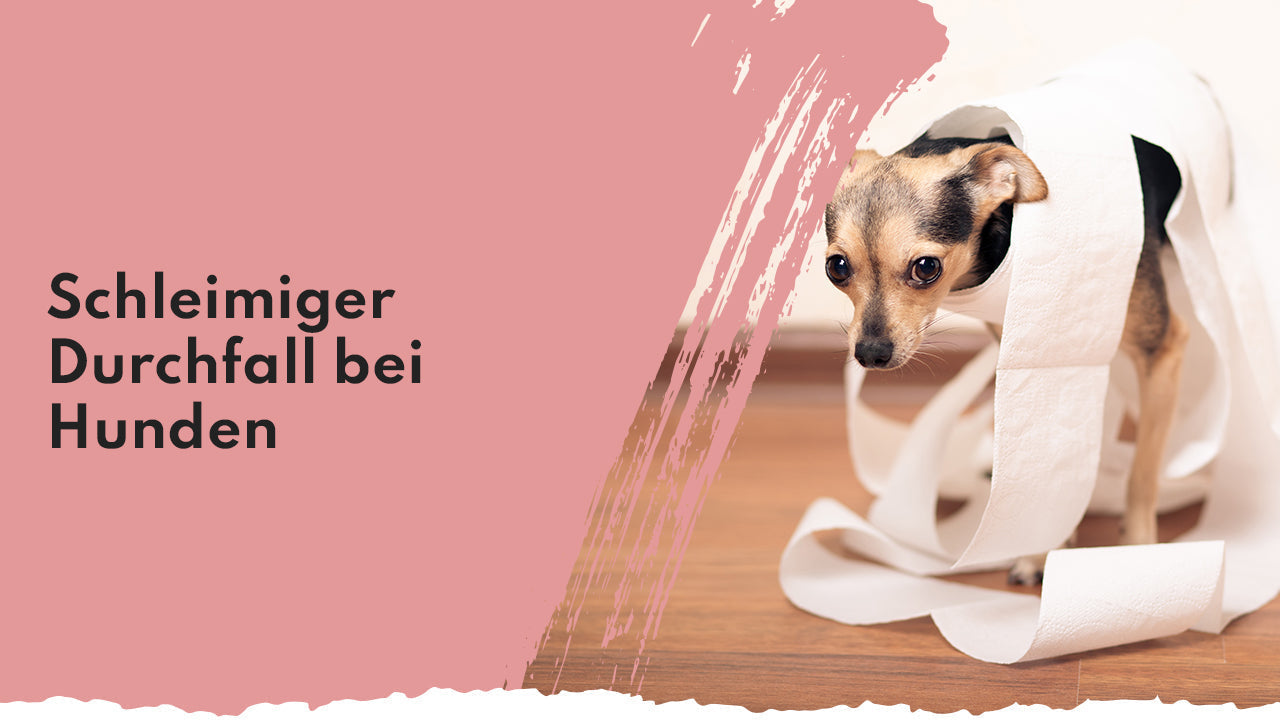 People Who Kaer Durchfall bei Hunden