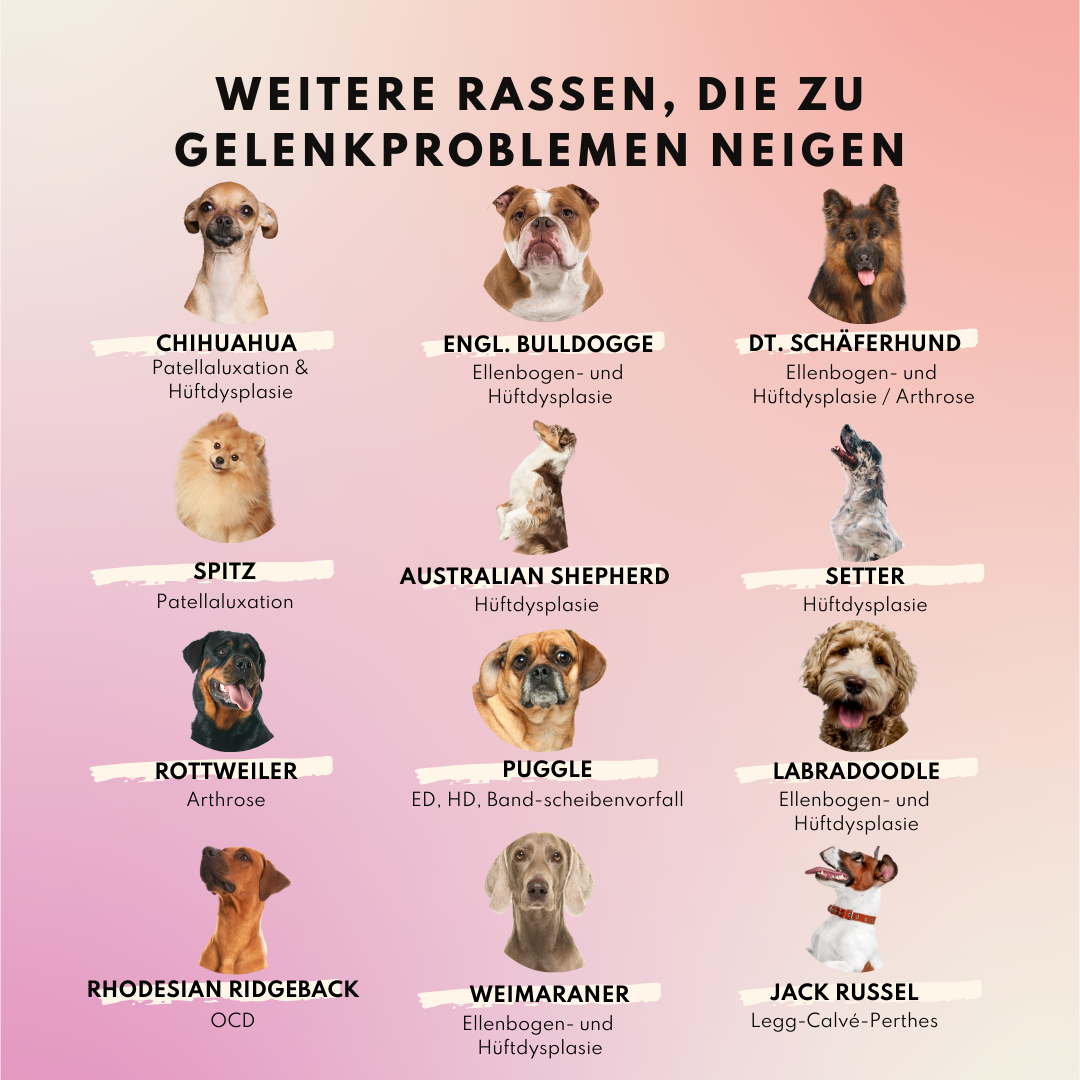 Gelenktabletten mit Glucosamin, Grünlippmuschel und Kurkuma (60 Stk.)