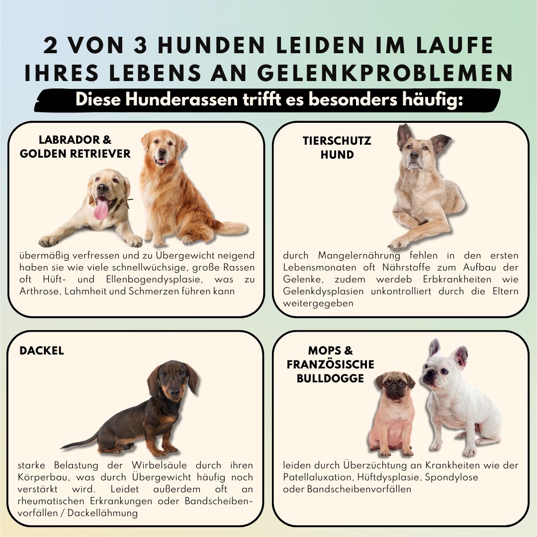 Gelenkpulver für Allergiker & Mäkler mit MSM, Teufelskralle und Weidenrinde (200g)