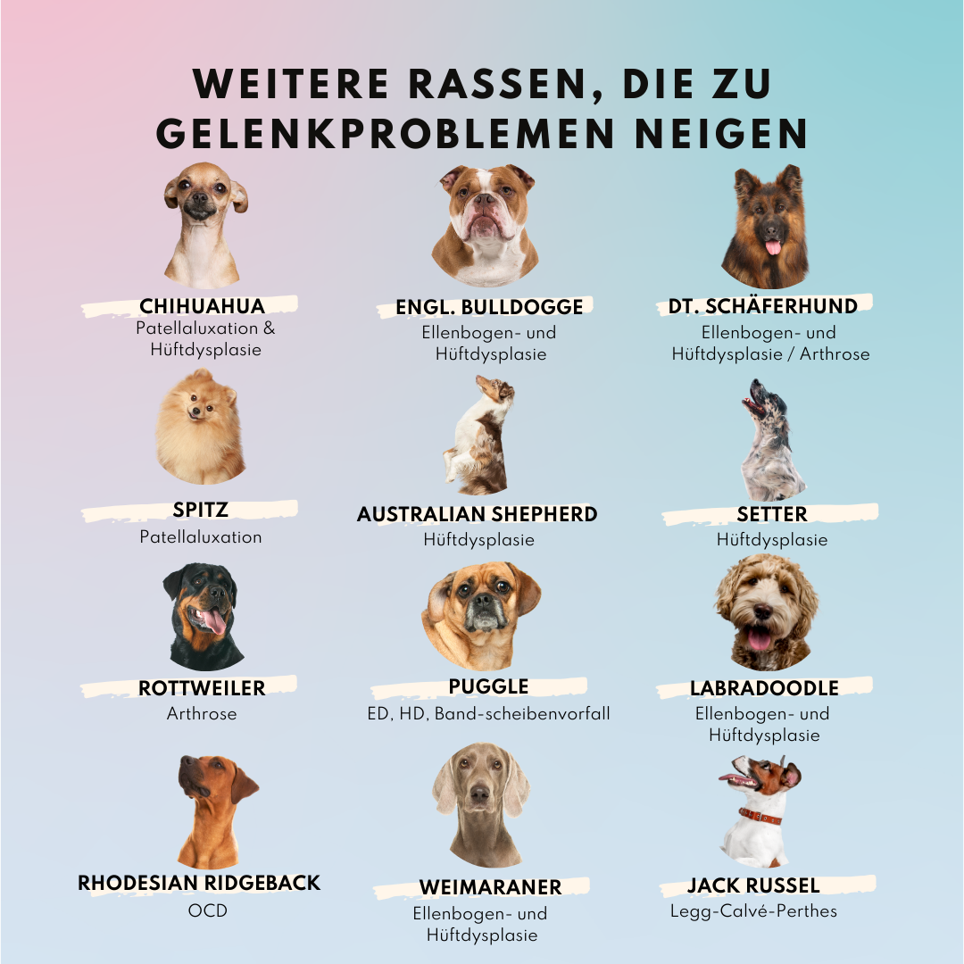 Gelenkpulver für Hunde mit Glucosamin, Grünlippmuschel & Kurkuma (200g)