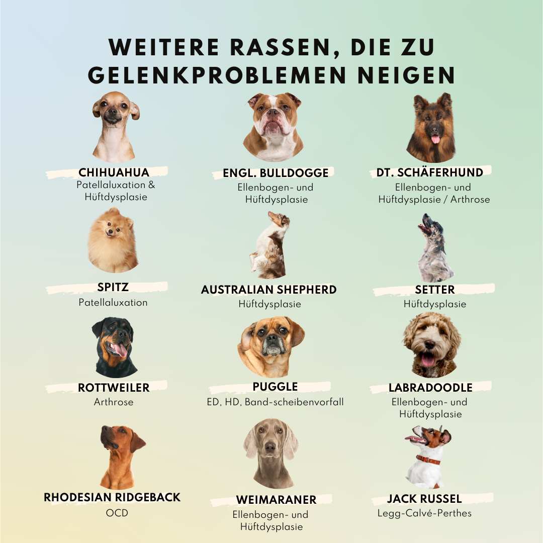 Gelenkpulver für Allergiker & Mäkler mit MSM, Teufelskralle und Weidenrinde (200g)