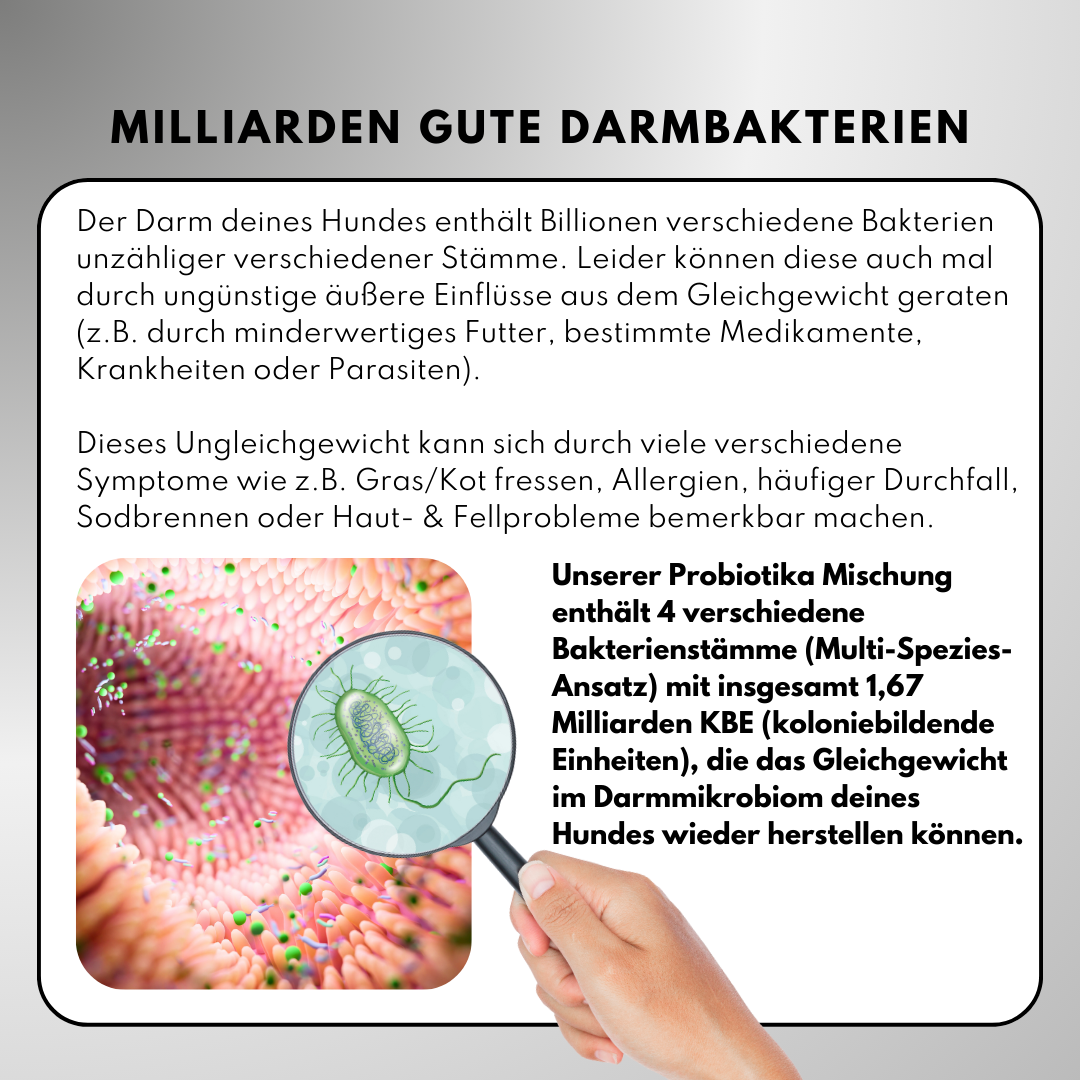 Haut & Fell Pulver für Hunde mit Biotin, Kurkuma, Hyaluron & Bierhefe (200g)