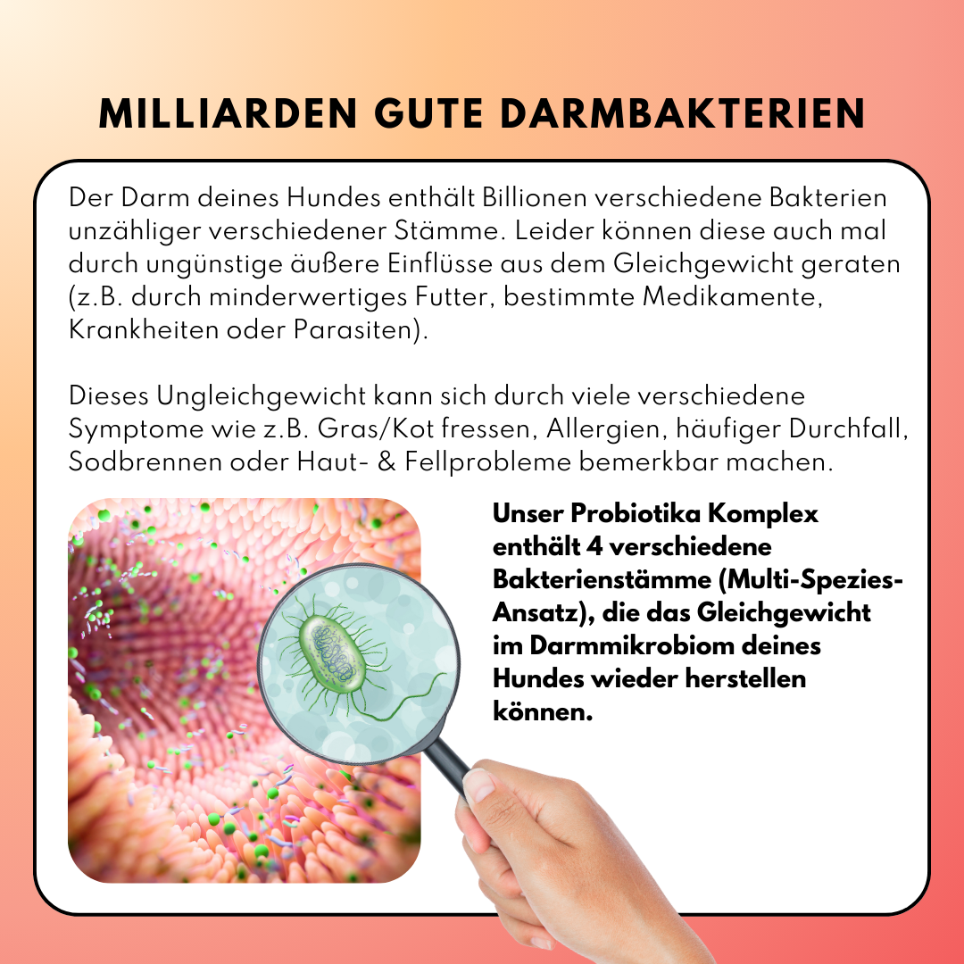 Probiotika Komplex Drops mit wertvollen Bakterienkulturen & Ballaststoffen (60 Stk.)