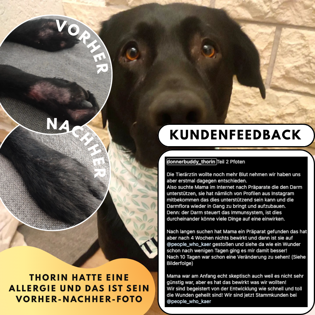 Darmpulver für Hunde mit Prä- & Probiotika, Flohsamenschalen und Inulin (200g)