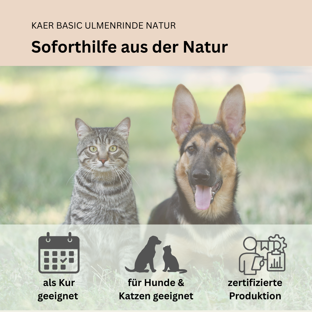 Amerikanische Ulmenrinde – Natürlicher Magenschutz bei Sodbrennen, Leerschlucken und Schmatzen (einfache Zubereitung ohne Aufkochen)