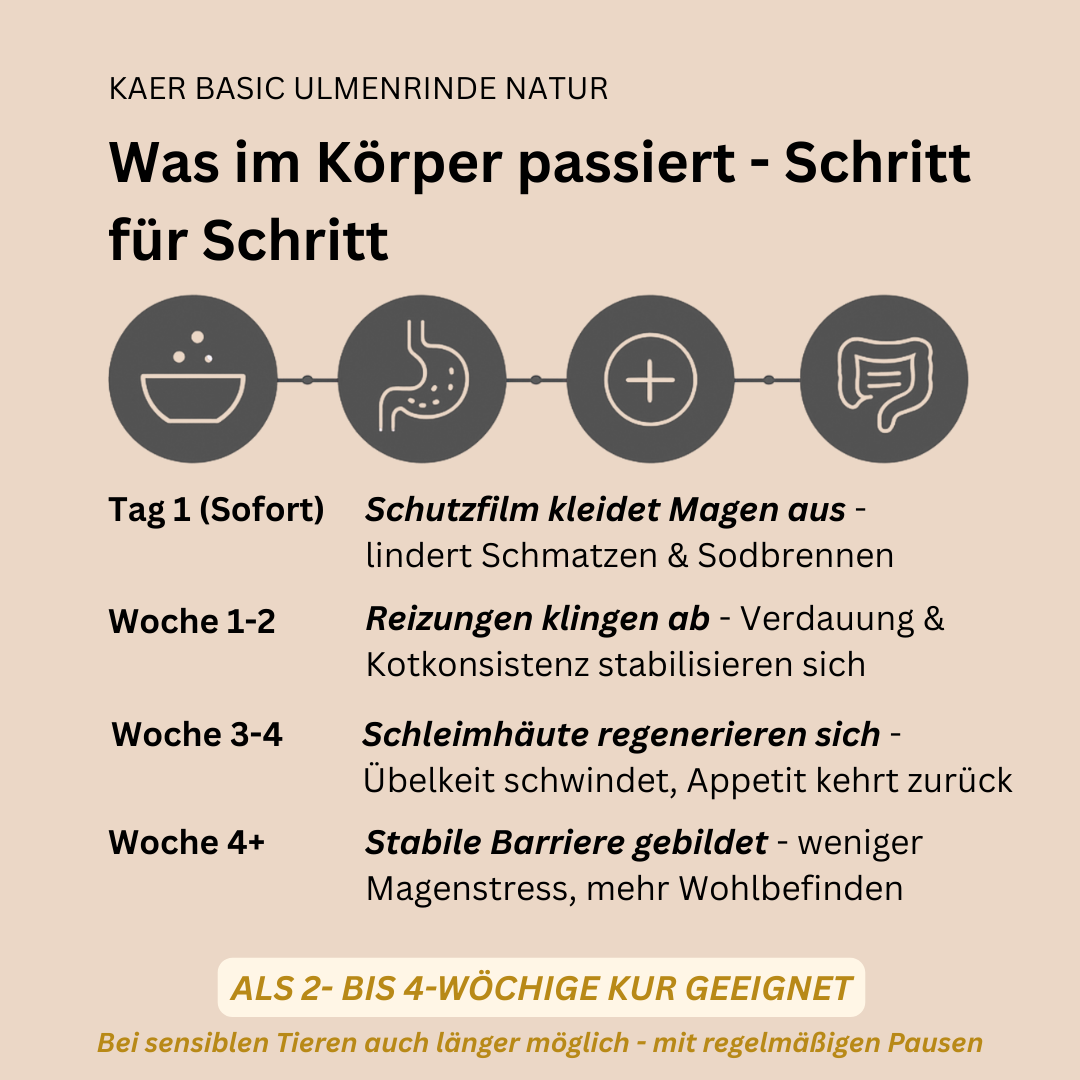 Amerikanische Ulmenrinde – Natürlicher Magenschutz bei Sodbrennen, Leerschlucken und Schmatzen (einfache Zubereitung ohne Aufkochen)