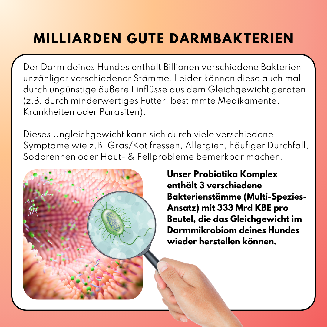 Probiotika Komplex Pulver mit Milliarden guten Darmbakterien