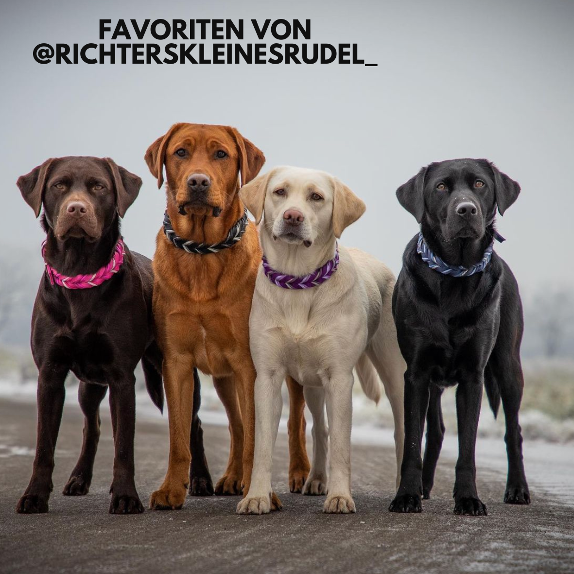 Favoriten Box von @richterskleinesrudel_